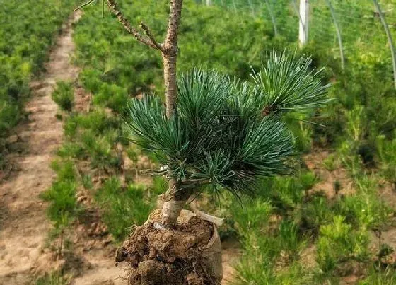 种植管理|五针松生长速度快慢 一年能长多少