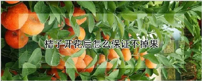 桔子开花后怎么保证不掉果 | 农业技术