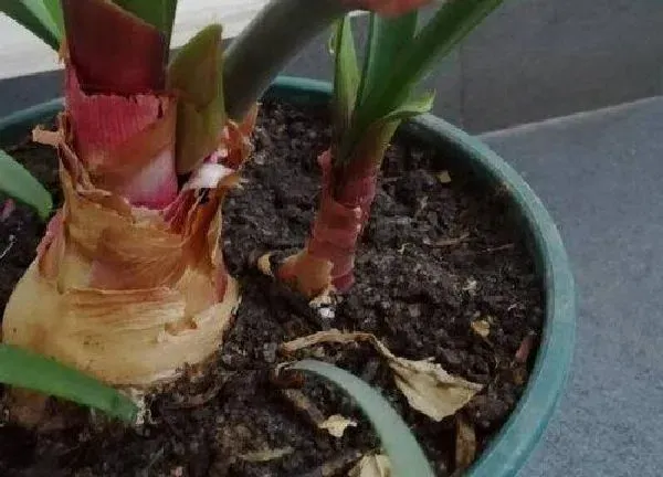 植物移栽|紫根兰用深盆还是浅盆好