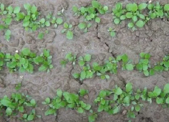 植物播种|蒲公英种子什么时候播种最好