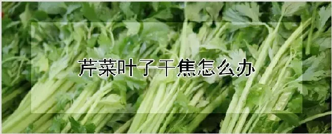 芹菜叶子干焦怎么办 | 养殖技术