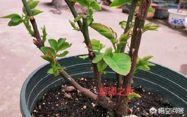 植物病害|月季修剪后黑杆要怎么拯救 （教你一招解决月季黑杆）