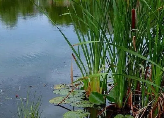 植物百科|芦苇长在什么地方