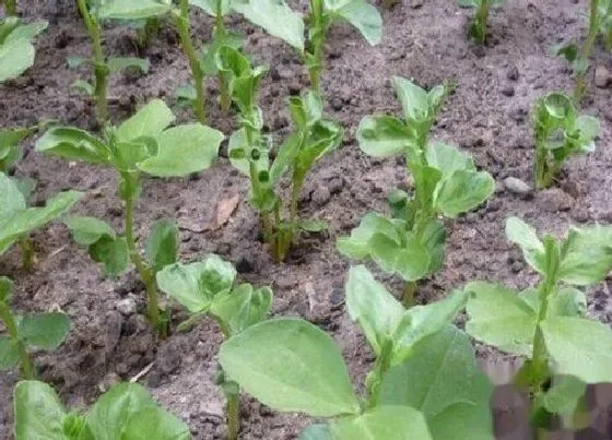 植物播种|南方蚕豆什么时候播种