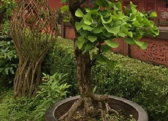 掉叶子|银杏冬天落叶吗