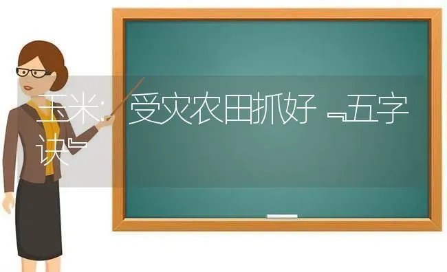 玉米:受灾农田抓好﹃五字诀﹄ | 粮油作物种植