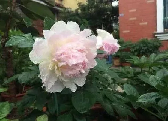 生长环境|芍药生长环境条件及特点