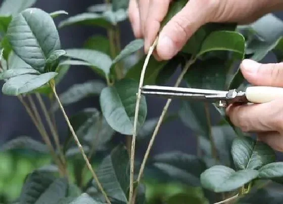 植物修剪|月桂怎么修剪方法