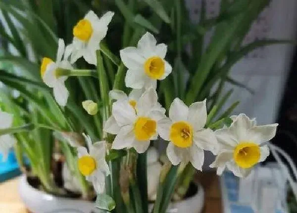 养殖科普|水仙花好养吗 养殖方法和养护要点