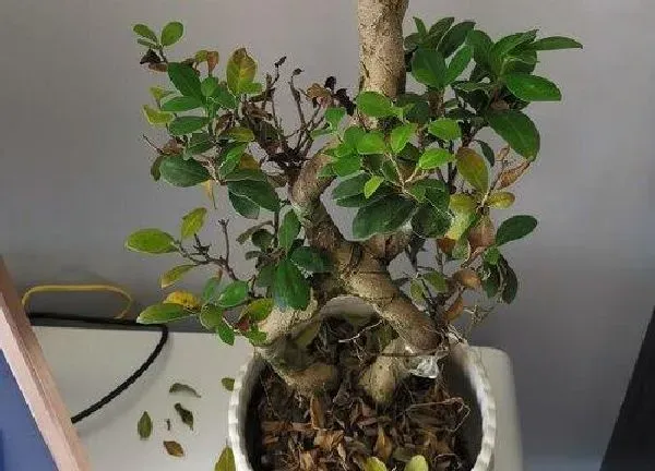 植物发芽|榕树不发芽怎么办