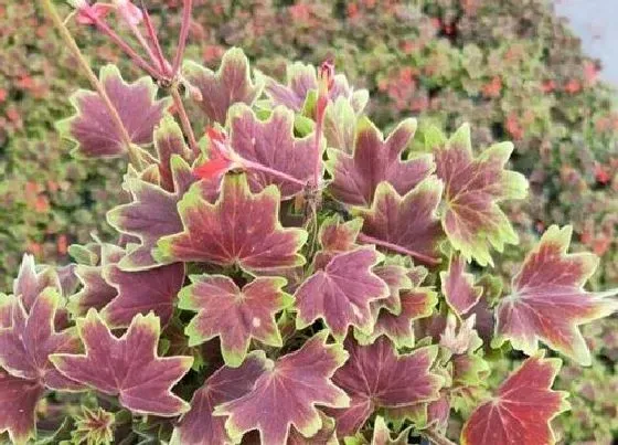 植物毒性|老来变有毒吗 可以放在室内养吗