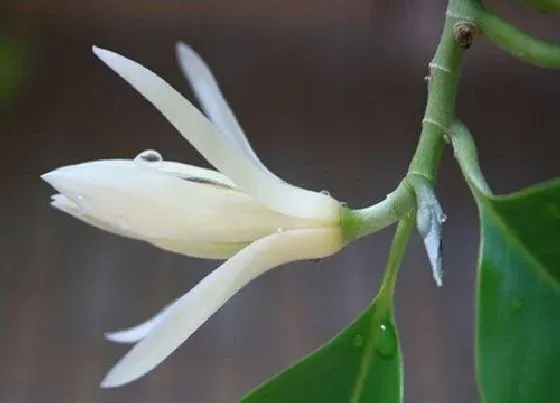 植物种类|最好看的兰花品种 好养好看的兰花品种排名