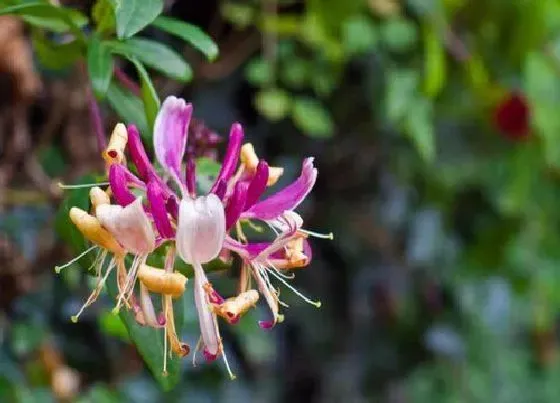 冬天植物|金银花耐寒最低温度（家里栽金银花怎么防寒过冬）