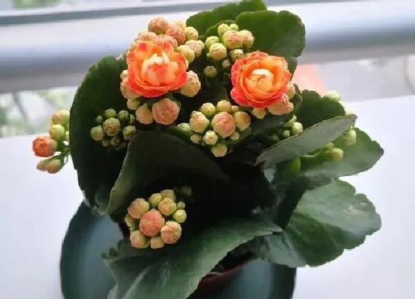 养殖方法|长寿花老桩可以剪秃吗（长寿花剪了留下老桩还能发芽吗）