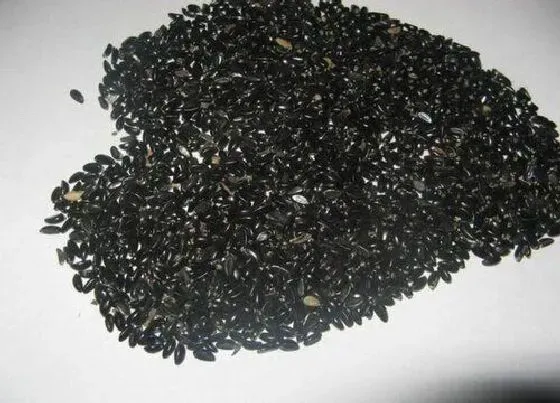 植物播种|黄杨种子播种方法