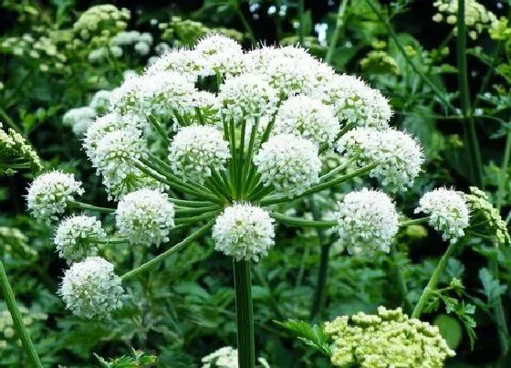 植物百科|当归生长在什么地方