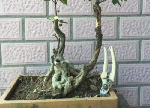 盆景|栀子花老桩养殖方法和养护事项