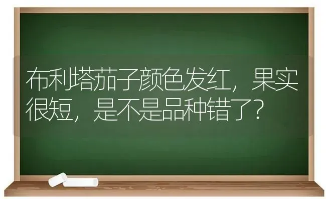 布利塔茄子颜色发红，果实很短，是不是品种错了？ | 瓜果种植