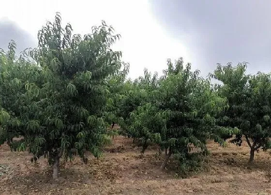 生长环境|桃树的生长环境及生长地方条件
