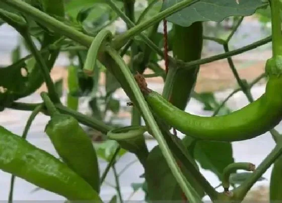 植物寓意|辣椒代表什么生肖