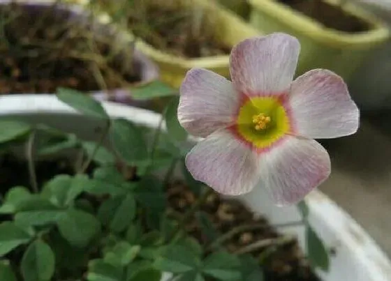 春天植物|酢浆草春天可以种吗 春季养护要点