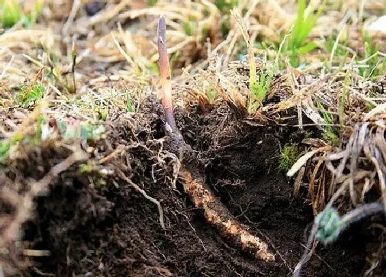 生长环境|虫草生长温度是多少度