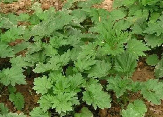 植物百科|板蓝根长在什么地方