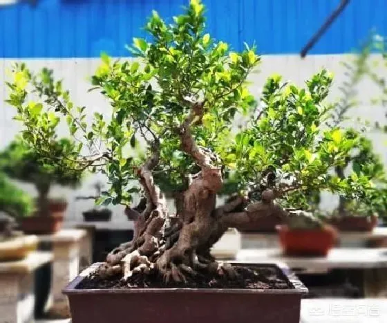 植物修剪|榕树盆景怎么修剪造型，这些方法和注意事项要掌握）