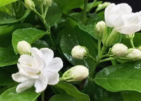 植物修剪|茉莉花春季怎么修剪好，茉莉花春天什么时候修剪枝条）