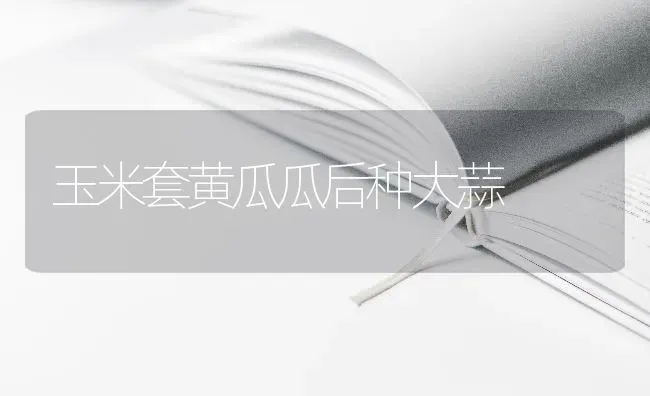 玉米套黄瓜瓜后种大蒜 | 粮油作物种植