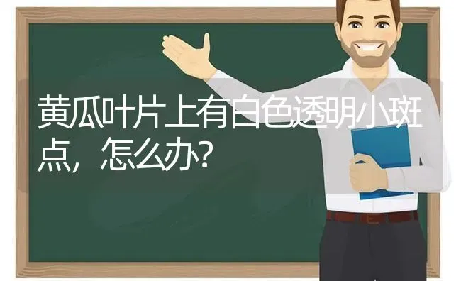 黄瓜叶片上有白色透明小斑点，怎么办？ | 蔬菜种植