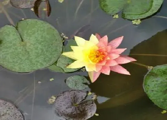 植物毒性|睡莲花有毒吗 可以放在室内养吗