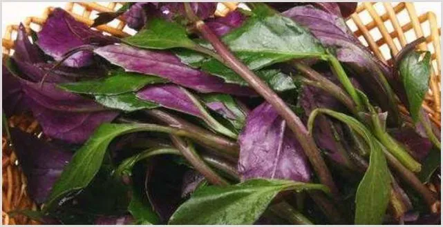 5月可以种什么菜？5月蔬菜种植指南了解下 | 种植资料