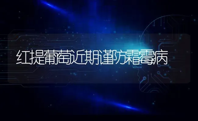 红提葡萄近期谨防霜霉病 | 瓜果种植