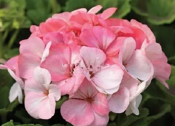 花语|什么花的花语是初见