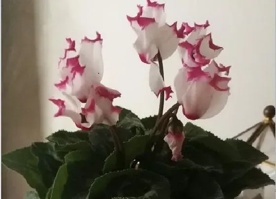 植物百科|仙客来是多年生还是一年生的植物