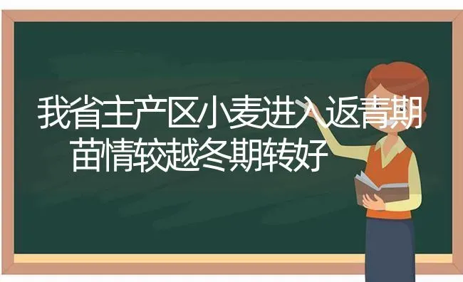 我省主产区小麦进入返青期 苗情较越冬期转好 | 粮油作物种植