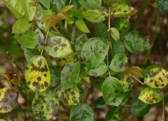 植物病害|月季花叶病症状及防治方法