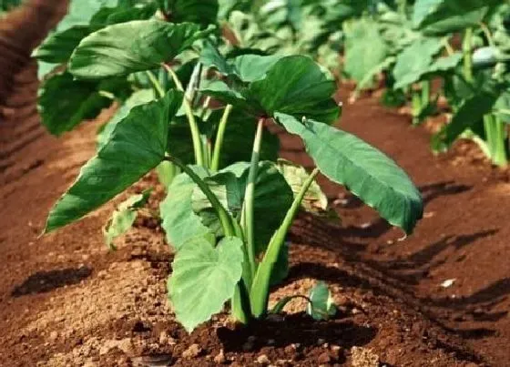 植物百科|芋头是多年生还是一年生植物 生长期多长时间