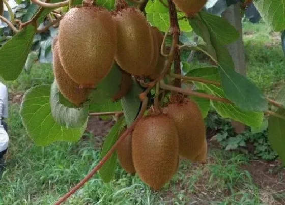 植物文学|猕猴桃的生长过程