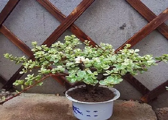 花朵诊疗|玉树如何快速开花 促进玉树开花方法