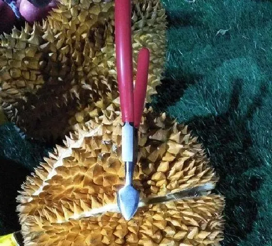 食用科普|榴莲怎么剥 又快又方便