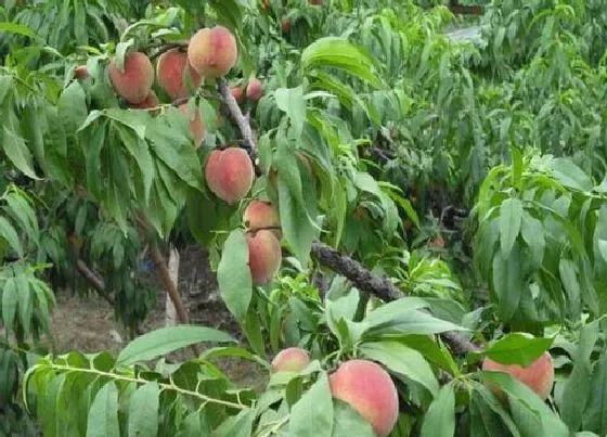 种植百科|室内可以种桃树吗