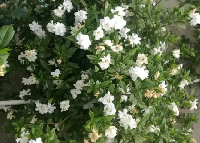 叶蔫|栀子花叶子尖发黑枯萎像烧焦怎么解决（叶片边缘焦枯原因）