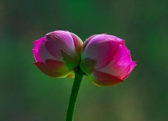 开花时间|并蒂莲什么时候开花 一般在几月开放