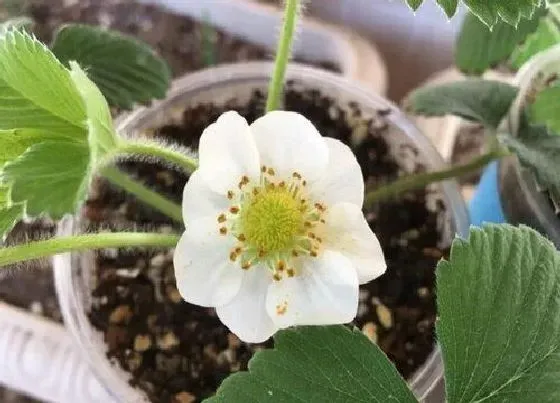 颜色花|草莓的花是什么颜色