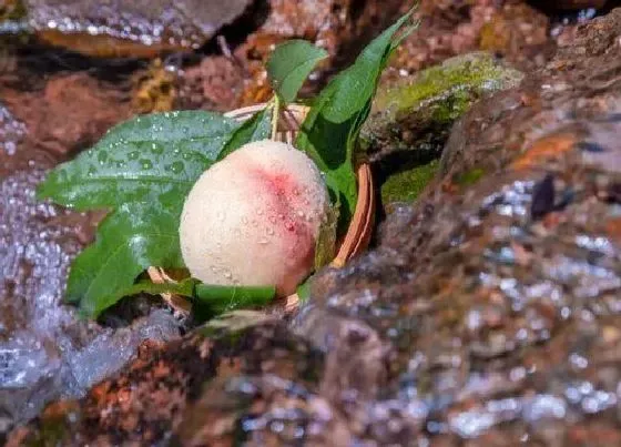 植物排行|水蜜桃品种排名 水蜜桃最好吃的品种排名