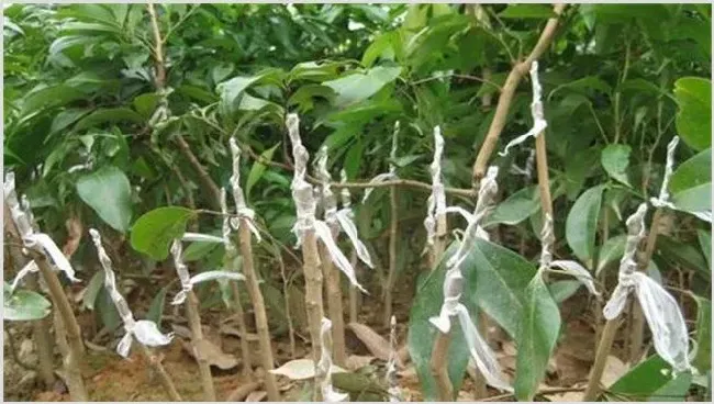 黄皮嫁接后管理注意事项 | 种植技术