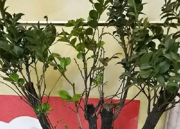 养殖科普|紫檀好养吗 养殖方法和养护要点