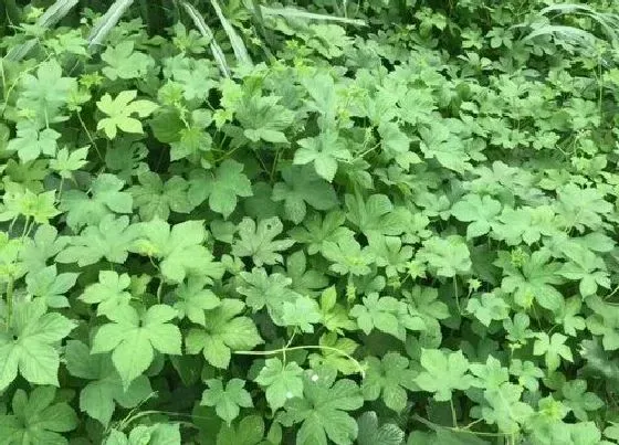 植物百科|活血树又叫什么树